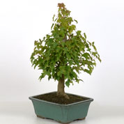 Bonsai Bordo tridente 10 anos